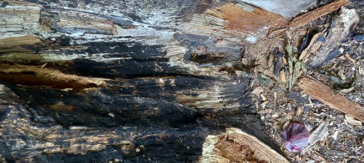 Damaged tree in McGregor Park